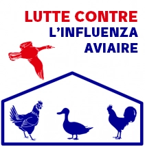 grippe-aviaire-image.webp